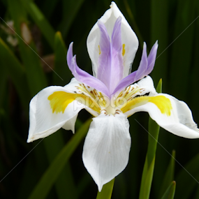 White Iris by Nadia Chatterton - Flowers Single Flower
