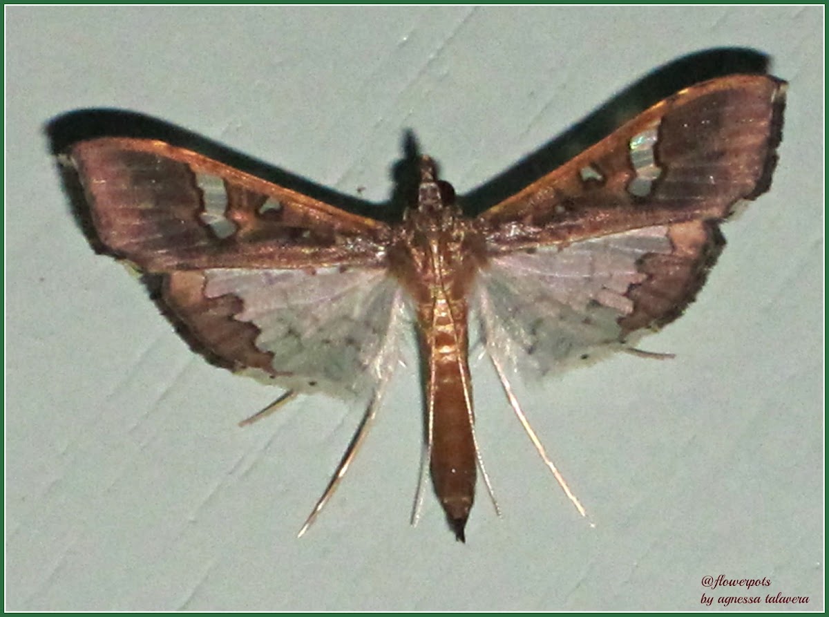 Maruca Pod Borer Moth