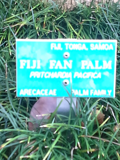 Fiji Fan Palm Plaque