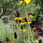 Giant coneflower, Great coneflower, Giant Brown-eyed Susan