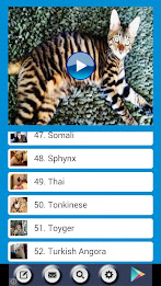 CatTube - Video of cat breeds poster 6