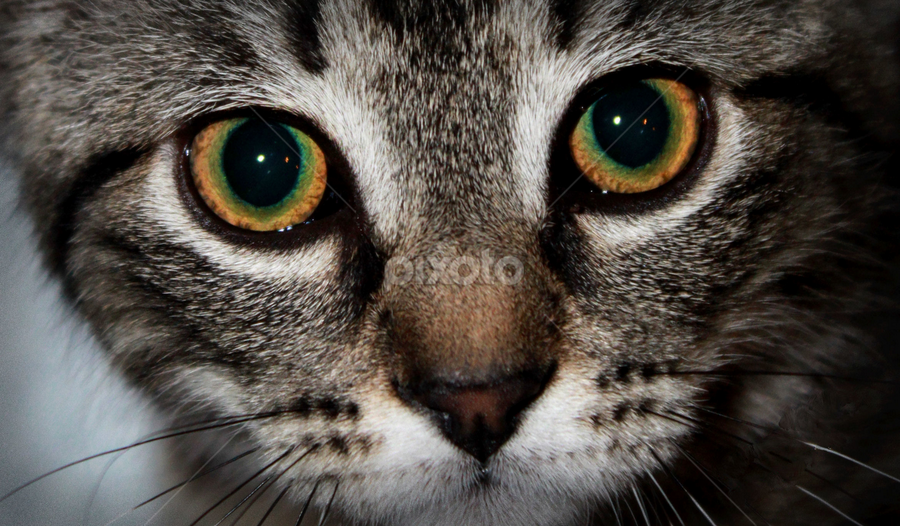 Kitten eyes close up by Christa Miller - Animals - Cats Kittens