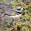 Killdeer