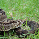 Guatemalan Rattle Snake