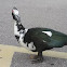 Muscovy Duck