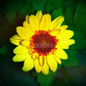 bachelor's button by Lilly Revheim - Flowers Single Flower