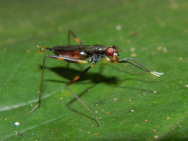 stilt-legged fly