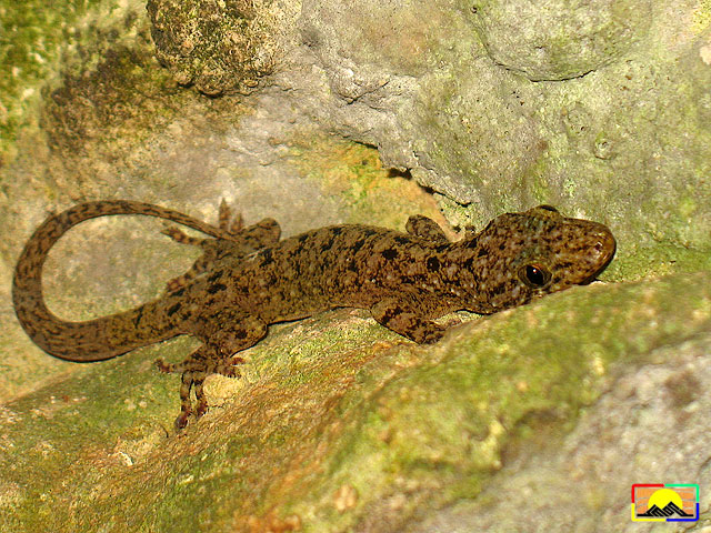 Spotted house gecko