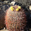 California barrel cactus