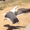 Western Gull