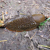 European Red Slug