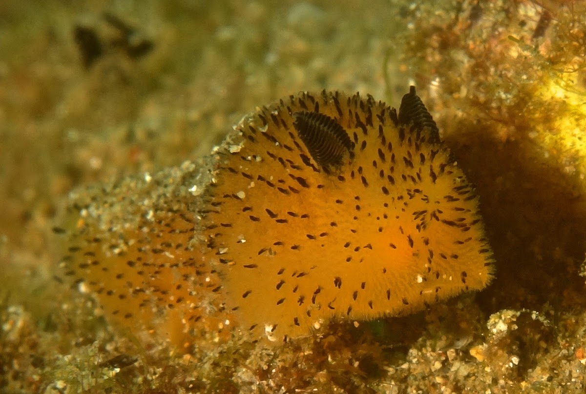 Jorunna Nudibranch