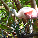 Roseate Spoonbill