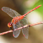 Wandering Percher Dragonfly