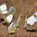 Butterfly family