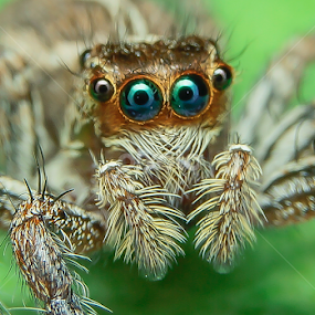 Round Eyes by Muhd Shahjeehan - Animals Insects & Spiders