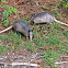 Nine-banded Armadillo