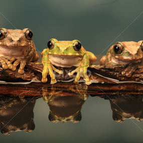 Three peacock tree frogs by Ceri Jones - Animals Amphibians