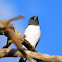 White-breasted Wood Swallow