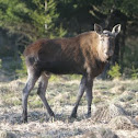 Eurasian Moose.
