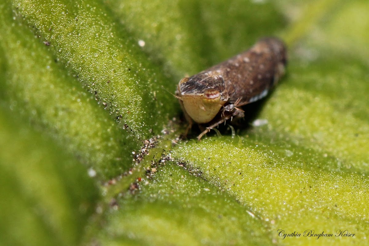 Leafhopper