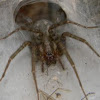 Barn Weaver Spider