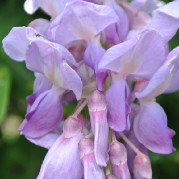 Texas Wisteria Project Noah