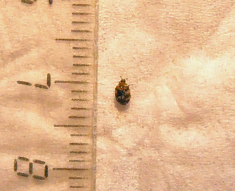Carpet beetle [Family Dermestidae]