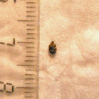 Carpet beetle [Family Dermestidae]