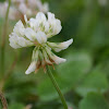 Trèfle blanc / Dutch clover