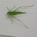 Giant katydid