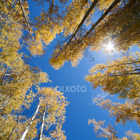 serenity is found by Ruth Jolly - Nature Up Close Trees & Bushes