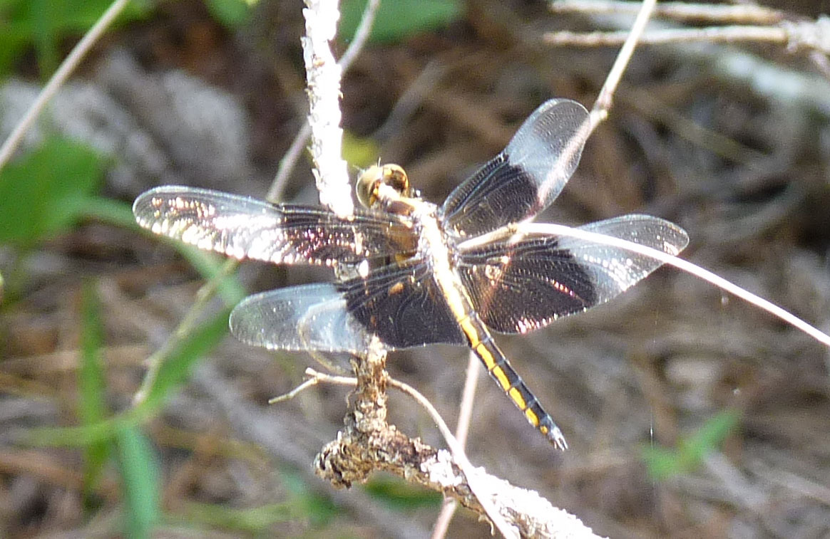 Widow Skimmer