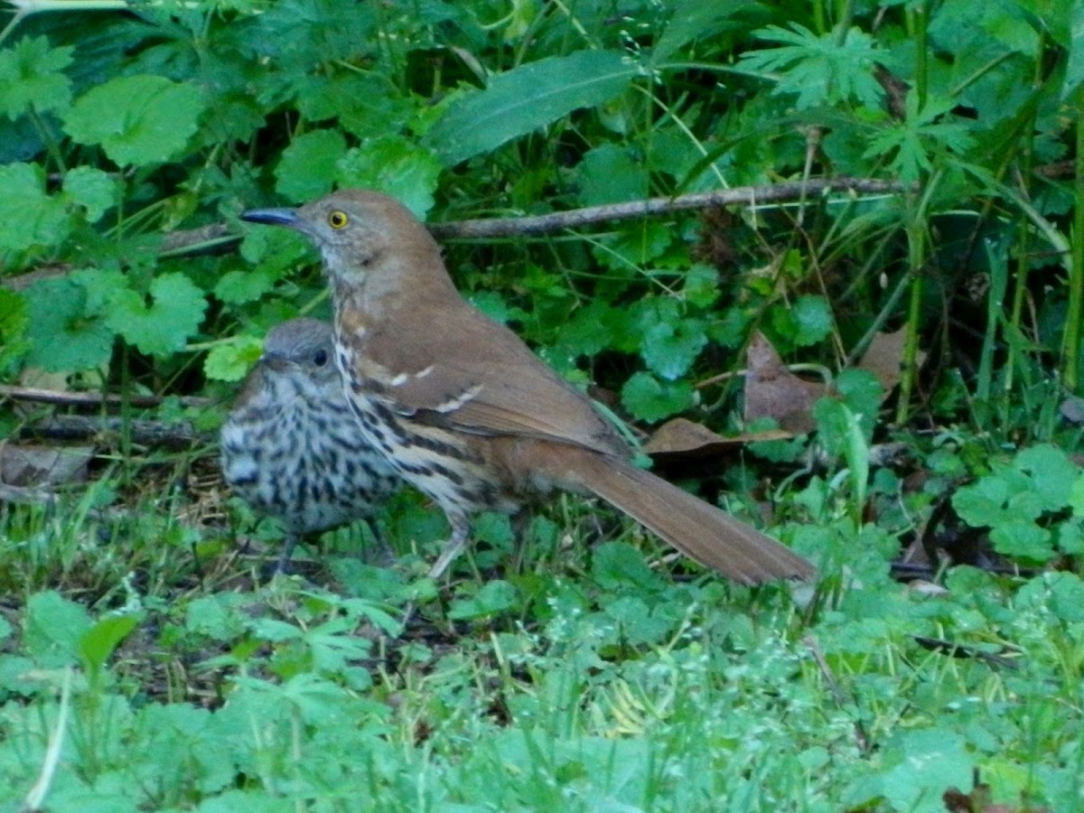 Brown Thrasher with Baby