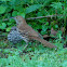 Brown Thrasher with Baby