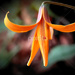 Tiny Flower in the woods by Paul Mays - Flowers Single Flower