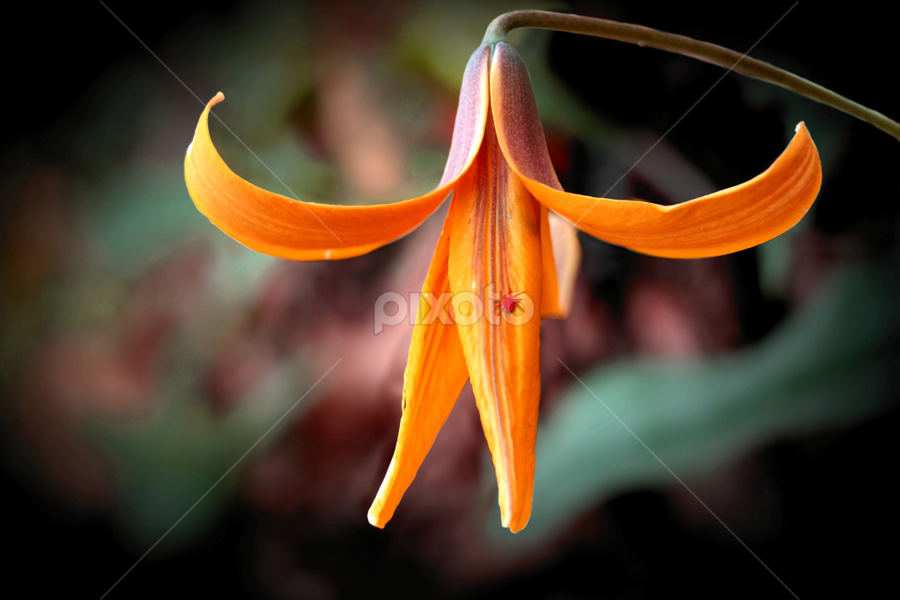 Tiny Flower in the woods by Paul Mays - Flowers Single Flower