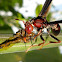 Red paper wasp/ Maribondo-caboclo