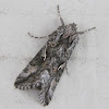 Alfalfa Looper Moth