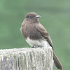 Black Phoebe