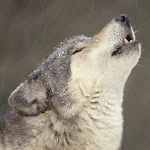 Wolf Puzzles Apk