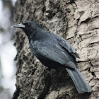 Tordo / Austral Blackbird