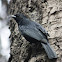 Tordo / Austral Blackbird