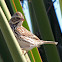 Savannah Sparrow