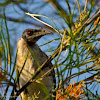 Nosy Friarbird