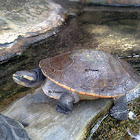 Pink-bellied short-necked turtle