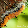 Alder Dagger Moth (Caterpillar)