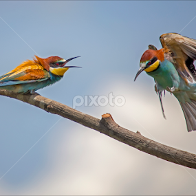 European bee-eater 5 by Simon Kovacic - Animals Birds