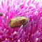 Cylindrical Leaf beetle