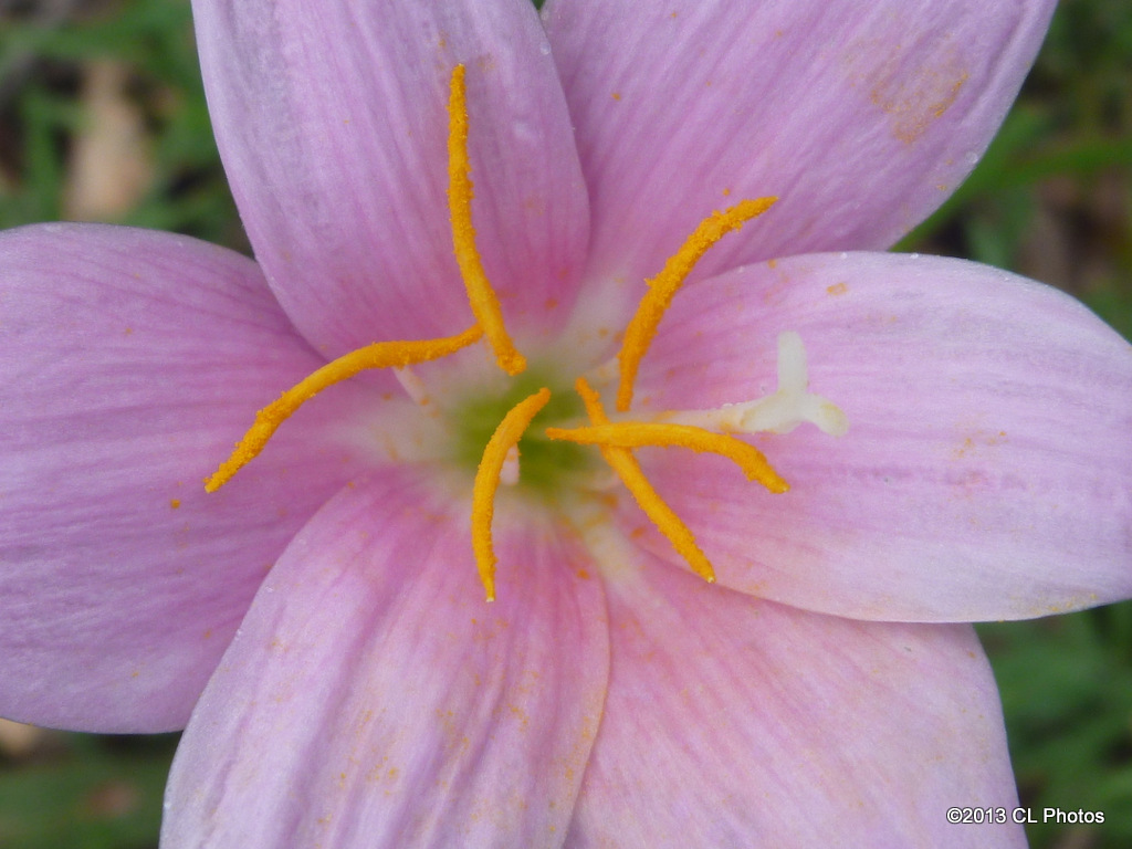 Storm Lily or Rain Lily